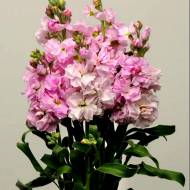 Левкой (Маттіола) Кетс чері блоссом за 10 нас.