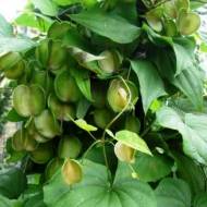 Діоскорея кавказька за 5 нас.