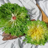 Салат цикорний Галія Фрізе за 500 нас.