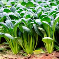 Комацуна Зелений хлопчик за 150 нас.