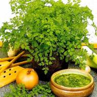 Кервель Зимовий Брюссель за 400 нас.