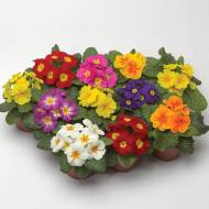 Примула Лібре F1 Mix за 5 нас.