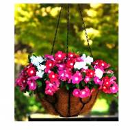 Катарантус Медитер F1 смесь по 5 сем.