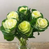 Капуста декоративная Кондор F1 White за 10 сем.