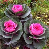 Капуста декоративная Кондор F1 Red за 10 сем.