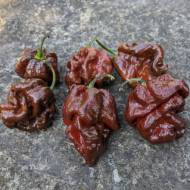 Гіркий перець 7 Пот Чагуанас за 3 нас.