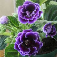 Глоксинія Брокард F1 синьо-біла за 5 нас.