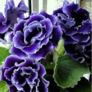 Глоксиния Брокард F1 сине-белая за 5 сем.