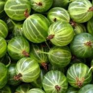 Саджанець Агрус Гостинець в контейнері