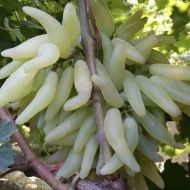 Саджанець Виноград Азія в контейнері