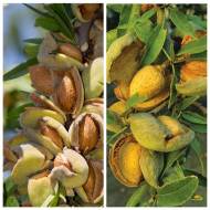 Комплект из 2-х разных миндалей