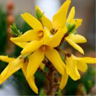 Саджанець Форзиція Maree d'Or в контейнері