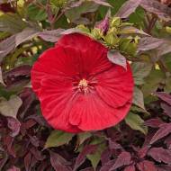 Саджанець Гібіскус трав'янистий Cranberry Crush в контейнері