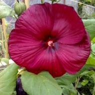 Саджанець Гібіскус трав'янистий Galaktika в контейнері