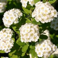 Саджанець Спірея ніппонська Snowmound в контейнері