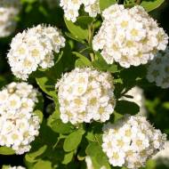 Саджанець Спірея ніппонська Snowmound в контейнері