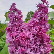 Саджанець Бузок President Loubet в контейнері