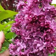 Саджанець Бузок President Loubet в контейнері