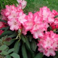 Саджанець Рододендрон Emanuella в контейнері