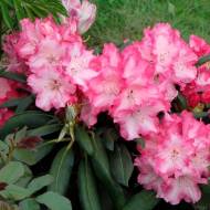 Саджанець Рододендрон Emanuella в контейнері