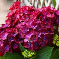 Саджанець Гортензія великолиста Speedy Red Purple в контейнері