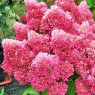 Саджанець Гортензія волотиста Petite Flori