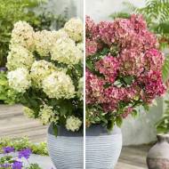 Саджанець Гортензія волотиста Petite Star в контейнері