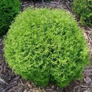 Саджанець Туя Holm Ball в контейнері