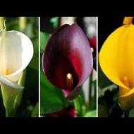 Комплект з 3-х цибулин кали різних сортів