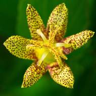 Трициртис Мacropoda (садова орхідея)