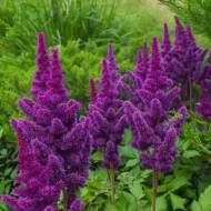 Астильба Black Pearls (2-3 бруньки)