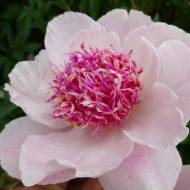 Півонія Do Tell (2-3 бруньки)