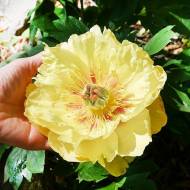 Півонія Itoh Going Bananas (1-2 бруньки)