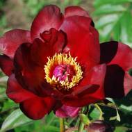 Півонія Itoh Sonoma Velvet Ruby (1-2 бруньки)