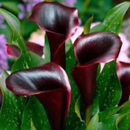 Кала Cantor (14/16)