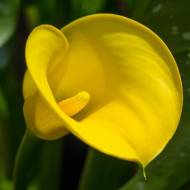 Кала Goldcup (14/16)