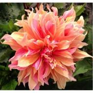 Жоржина Labyrinth (декоративна)