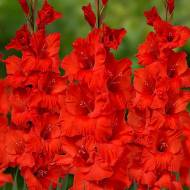 Гладіолус Мисливська пісня (10/12)