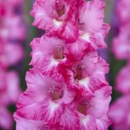 Гладіолус Фіолетовий король (10/12)