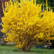 Саженец форзиции Maree d'Or в контейнере