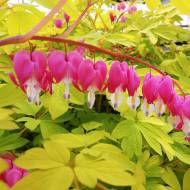 Саженец дицентры Gold Heart в контейнере