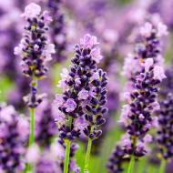 Саженец лаванды Питер Пен в контейнере