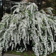 Саженец спереи ниппонской Snowmound в контейнере