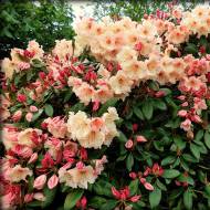 Саженец рододендрона Virginia Richards в контейнере