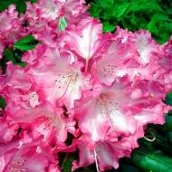 Саженец рододендрона Emanuella в контейнере