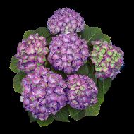 Саженец горетнзии крупнолистной Sweet Lips Purple в контейнере