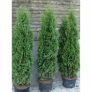 Саженец туи Huebner в контейнере