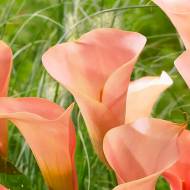 Кала Auckland (14/16)