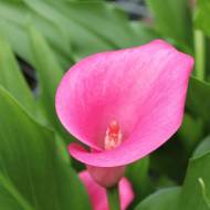 Кала Le Reve (14/16)