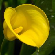 Кала Goldcup (14/16)